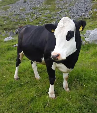 بيت للعطل Panorama Lofoten Vareidstua *
