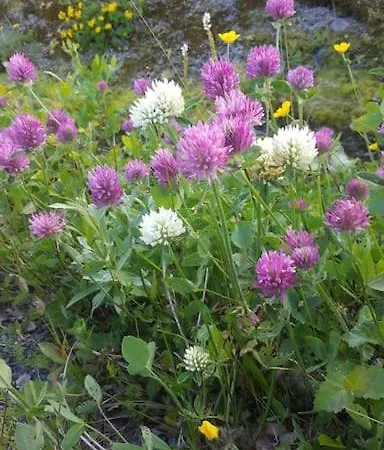 بيت للعطل Panorama Lofoten Vareidstua Vareid