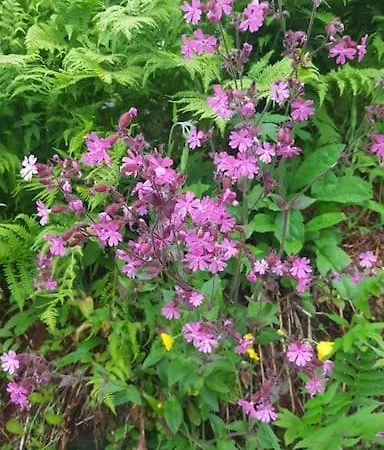 Panorama Lofoten Vareidstua