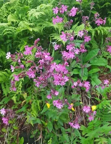Panorama Lofoten Vareidstua